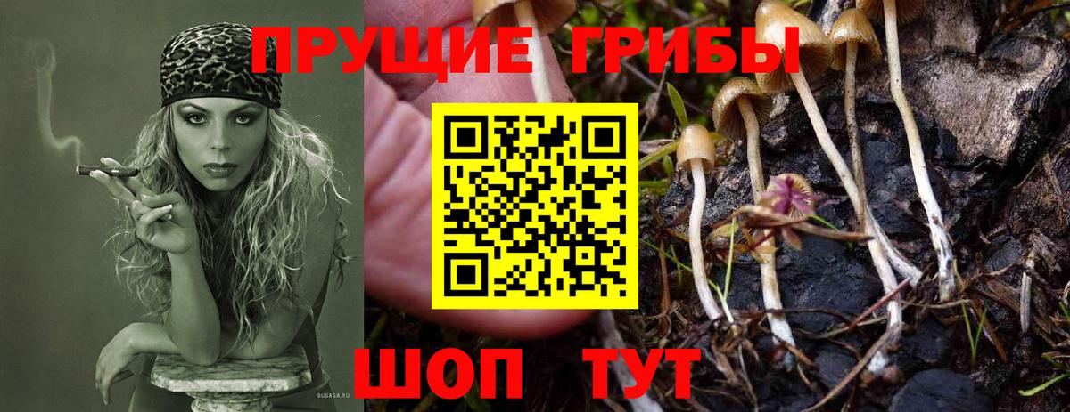 Псилоцибиновые грибы Psilocybine cubensis Полевской